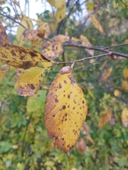 Ulmus americana