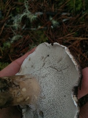 Phellodon fuligineoalbus