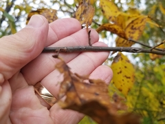 Ulmus americana