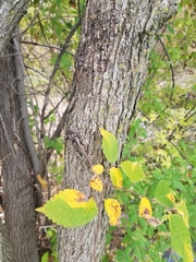 Ulmus americana
