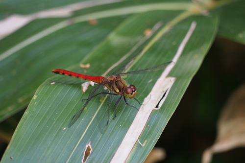 Autumn Darter photo 3