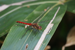 Sympetrum frequens