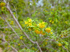 Pimelea serpyllifolia serpyllifolia