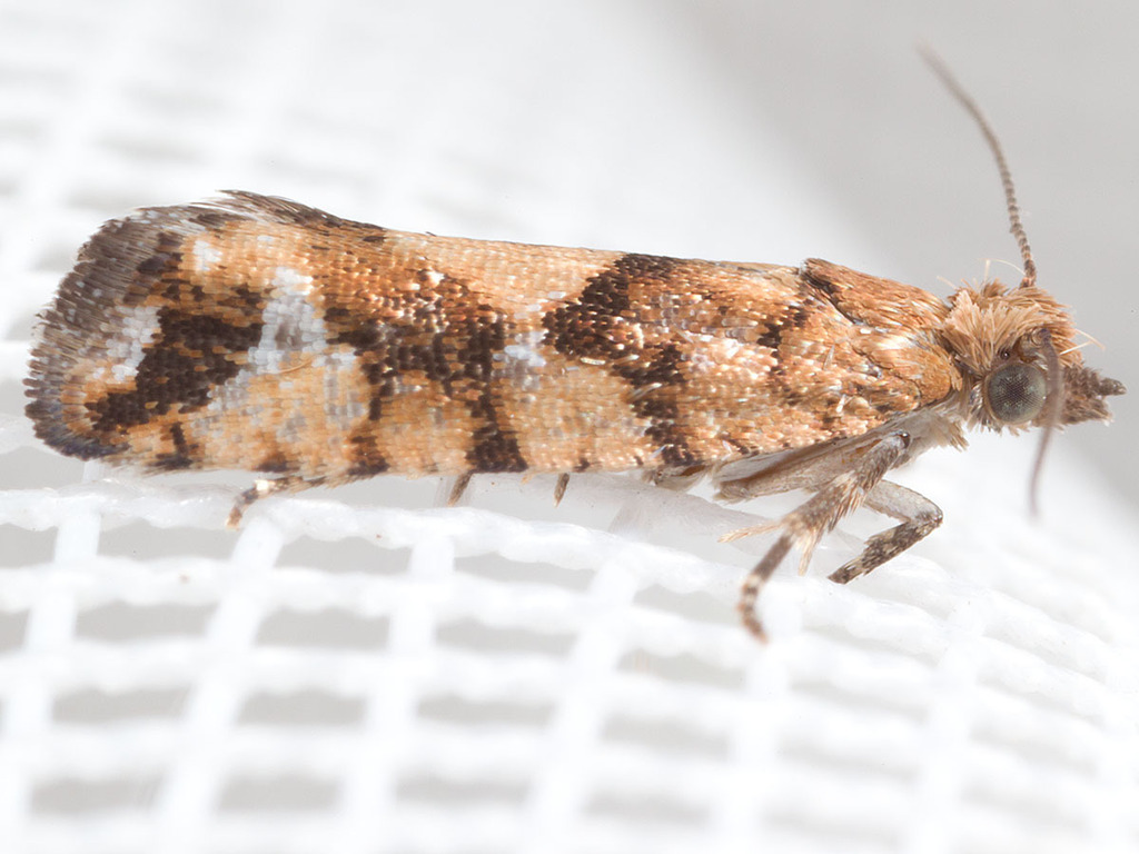 Spruce Bud Moth
