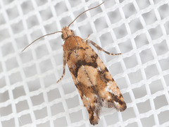 Zeiraphera canadensis