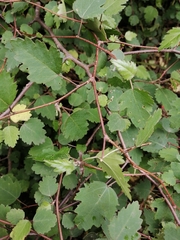 Plagianthus regius regius