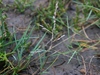 Common Saltmarsh-Grass - Photo (c) fabelfroh, some rights reserved (CC BY-NC-SA)