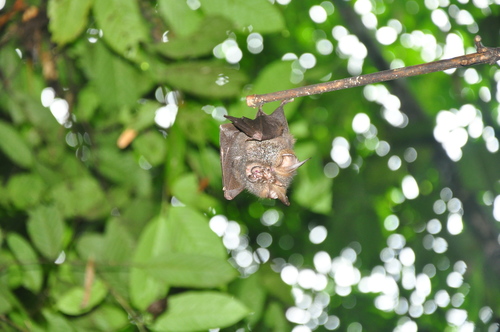 Northern Woolly Horseshoe Bat (Rhinolophus perniger)
