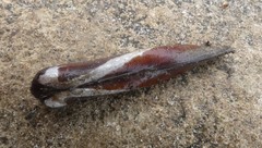 Adula gruneri