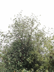 Plagianthus regius regius
