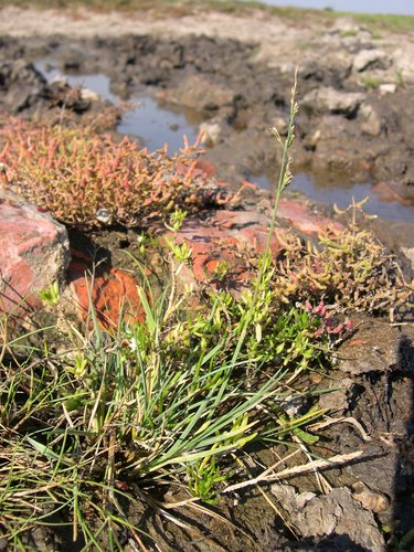 saltmarsh alkaligrass (Puccinellia fasciculata)