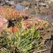 Borrer's Saltmarsh-Grass - Photo (c) Bas Kers (NL), some rights reserved (CC BY-NC-SA)