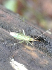 Blepharidopterus angulatus