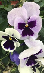 Viola × wittrockiana