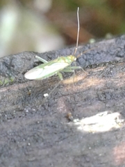 Blepharidopterus angulatus