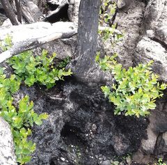 Eucalyptus imlayensis