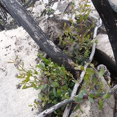 Eucalyptus imlayensis