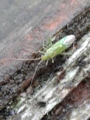 Blepharidopterus angulatus