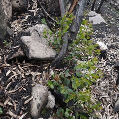 Eucalyptus imlayensis