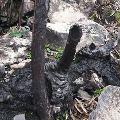 Eucalyptus imlayensis