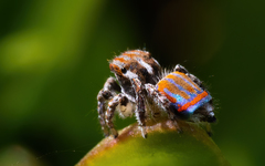 Maratus tasmanicus