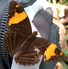 Adelpha boreas