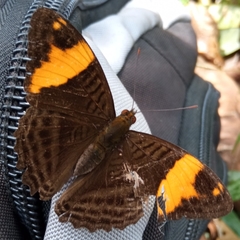 Adelpha boreas