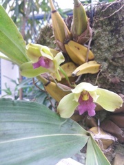 Bifrenaria