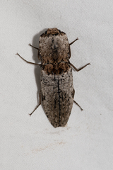 Cryptalaus prosectus