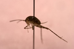 Tachycines asynamorus