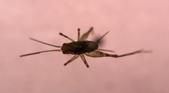 Tachycines asynamorus
