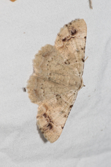 Aeolochroma quadrilinea