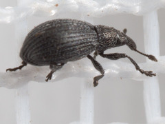 Perapion curtirostre