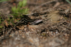 Ctenotus labillardieri