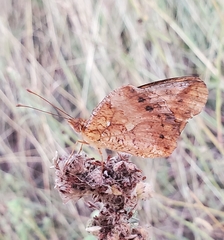 Euptoieta hegesia