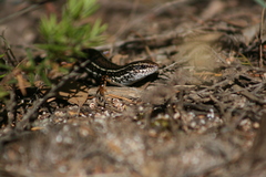 Ctenotus labillardieri
