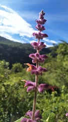 Salvia lasiantha