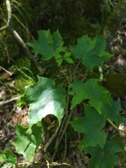 Acer leucoderme