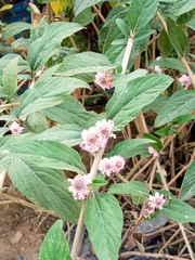 Lippia alba