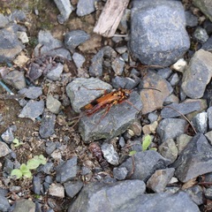 Sphictostethus calvus