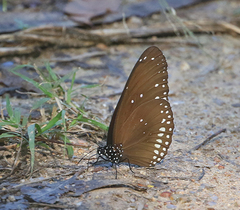 Euploea core
