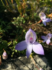 Disa maculata