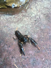 Pacifastacus leniusculus