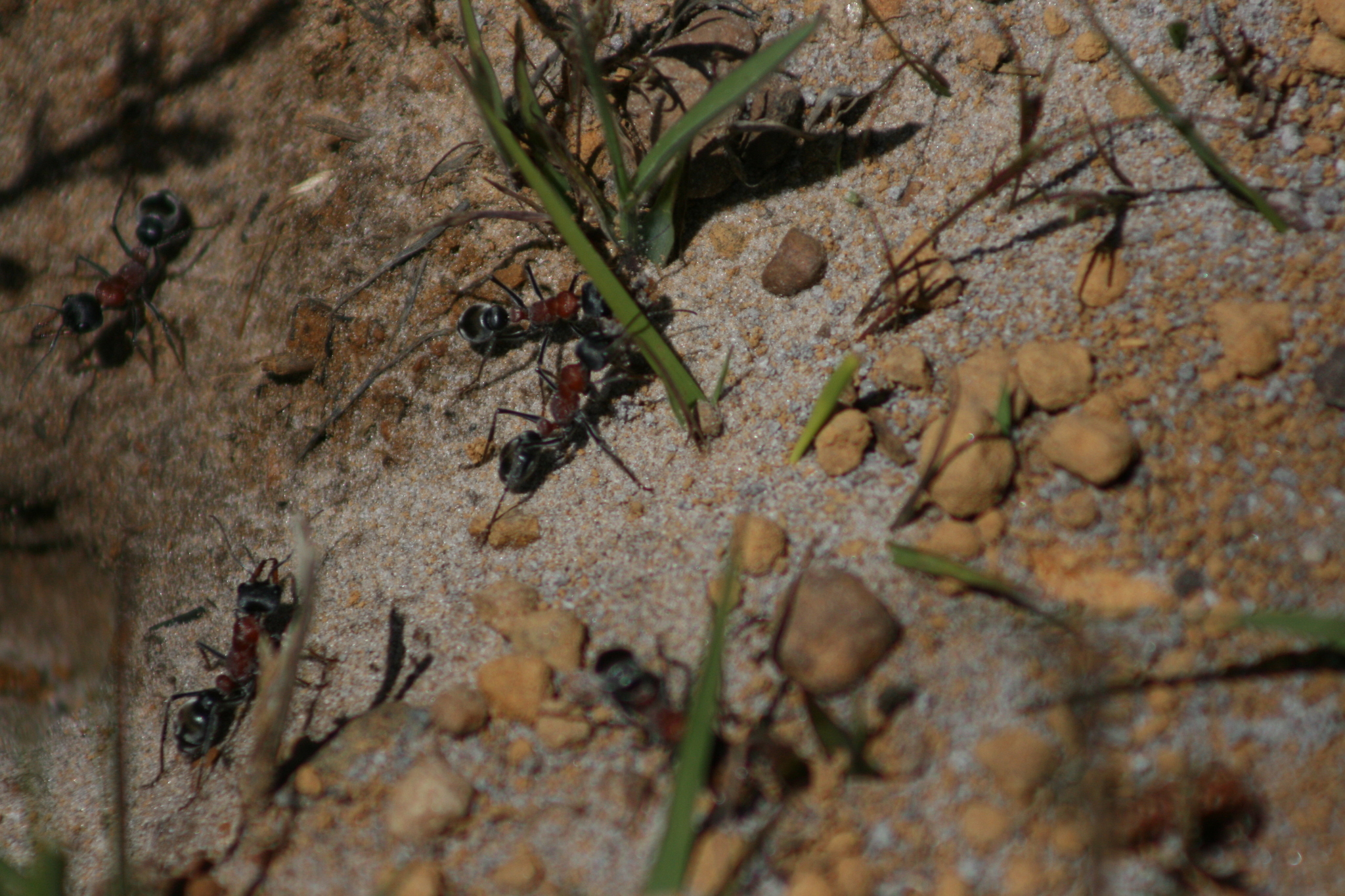 Myrmecia chasei