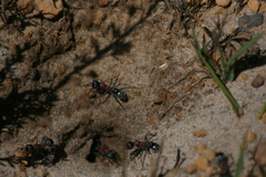Myrmecia chasei