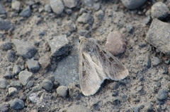 Euxoa ochrogaster