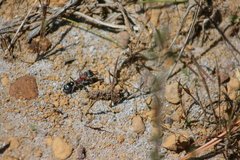 Myrmecia chasei