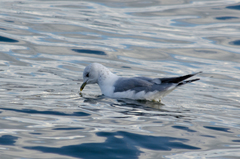Larus canus canus