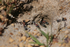 Myrmecia chasei