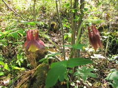 Aquilegia oxysepala